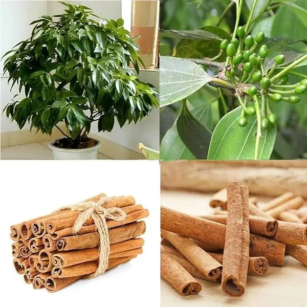 Cinnamomum_Verum_Dalchini__Plant_Air_Layer_Grafted_Healthy_Plant_For_Home_Gardening_Indoor_Outdoor_Plant