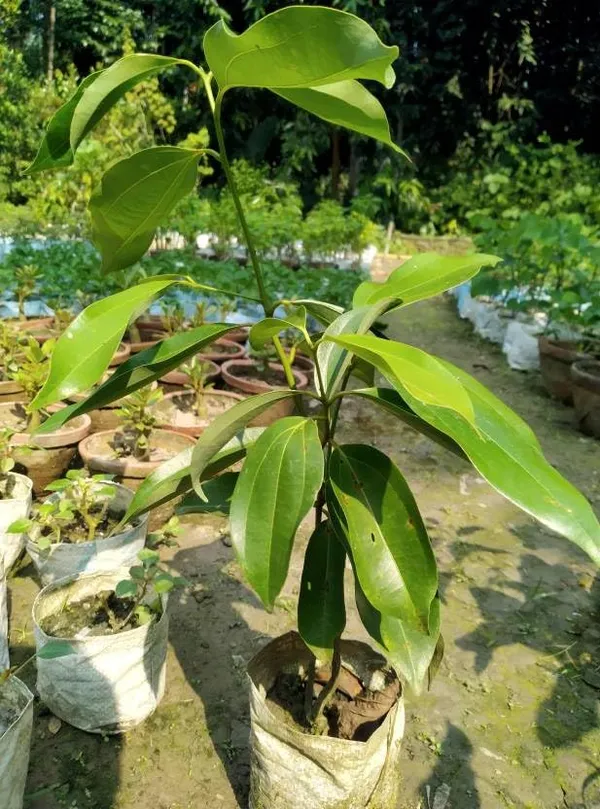 Cinnamomum_Verum_Dalchini__Plant_Air_Layer_Grafted_Healthy_Plant_For_Home_Gardening_Indoor_Outdoor_Plant