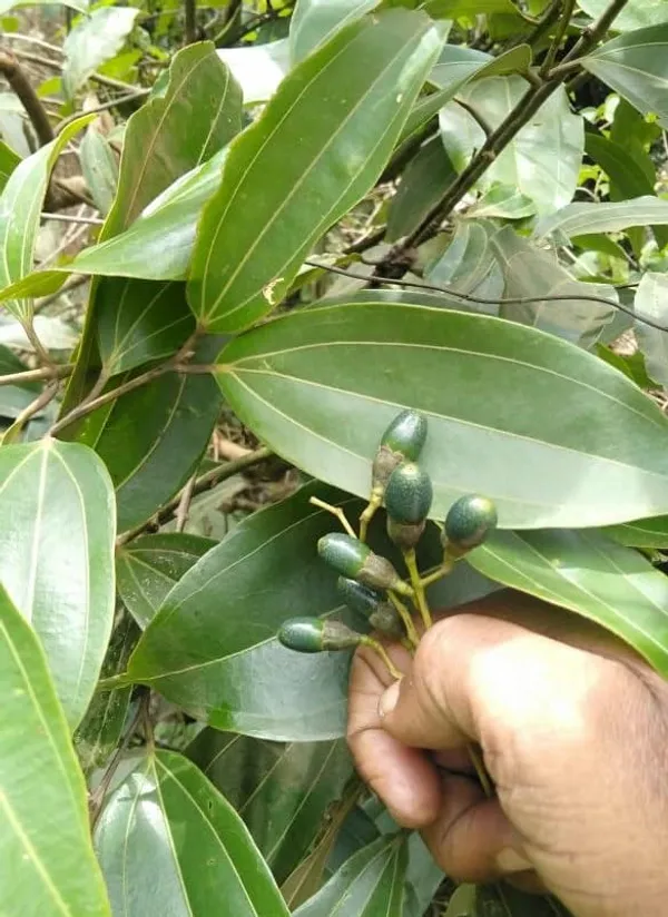 Cinnamomum_Verum_Dalchini__Plant_Air_Layer_Grafted_Healthy_Plant_For_Home_Gardening_Indoor_Outdoor_Plant