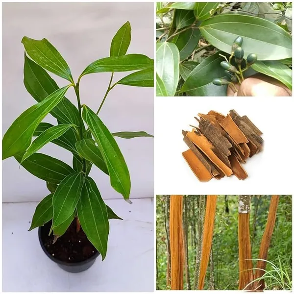 Cinnamomum_Verum_Dalchini__Plant_Air_Layer_Grafted_Healthy_Plant_For_Home_Gardening_Indoor_Outdoor_Plant