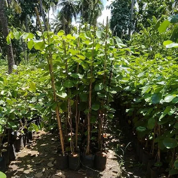 Plant_-_High_Yielding_Hybrid"_Red_Sandal_Wood"-_Santalum_Expensive_Plant