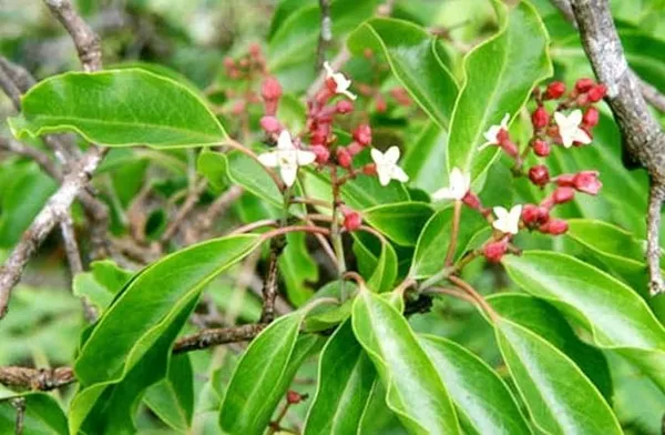 Plant_-_High_Yielding_Hybrid"_Red_Sandal_Wood"-_Santalum_Expensive_Plant