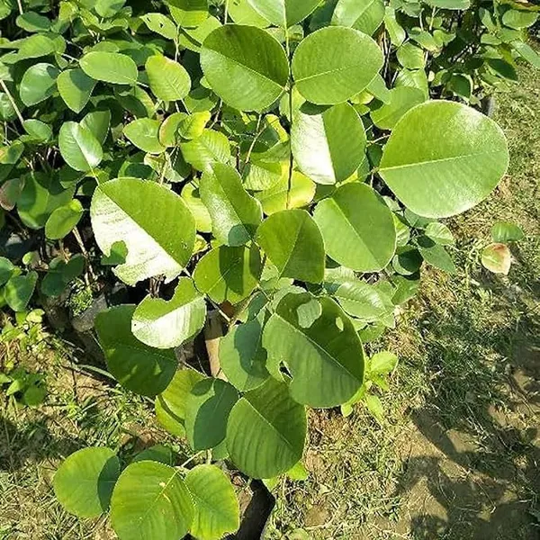 Plant_-_High_Yielding_Hybrid"_Red_Sandal_Wood"-_Santalum_Expensive_Plant