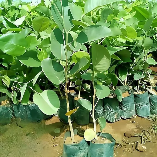 Plant_-_High_Yielding_Hybrid"_Red_Sandal_Wood"-_Santalum_Expensive_Plant