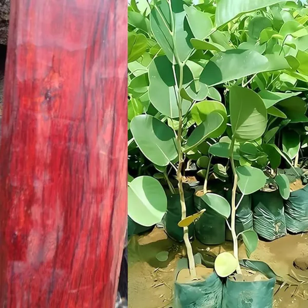 Plant_-_High_Yielding_Hybrid"_Red_Sandal_Wood"-_Santalum_Expensive_Plant