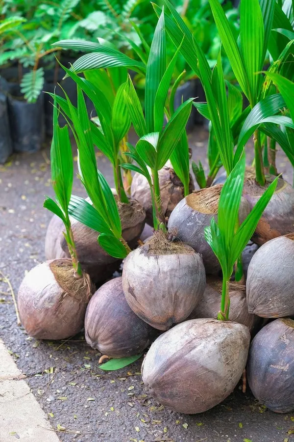 Vietnam_Coconut_Plant._Dwarf_/_Grafted_And_Hybrid_Plants