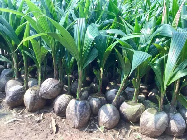 Vietnam_Coconut_Plant._Dwarf_/_Grafted_And_Hybrid_Plants