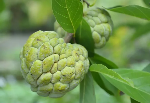 Plant_Care_Life_Custard_Apples_Home_Garden_Sweetsop/Custard_Plants_For_(1_Healthy__Sweet_Fruit_Plant)