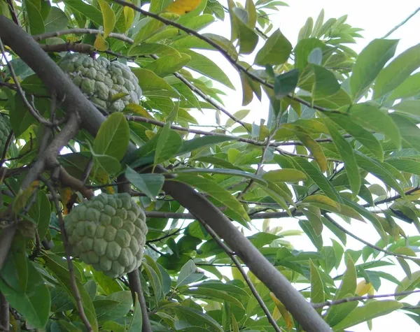 Plant_Care_Life_Custard_Apples_Home_Garden_Sweetsop/Custard_Plants_For_(1_Healthy__Sweet_Fruit_Plant)