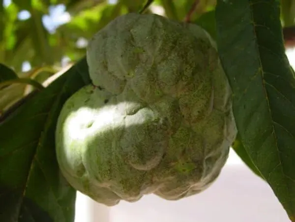Plant_Care_Life_Custard_Apples_Home_Garden_Sweetsop/Custard_Plants_For_(1_Healthy__Sweet_Fruit_Plant)