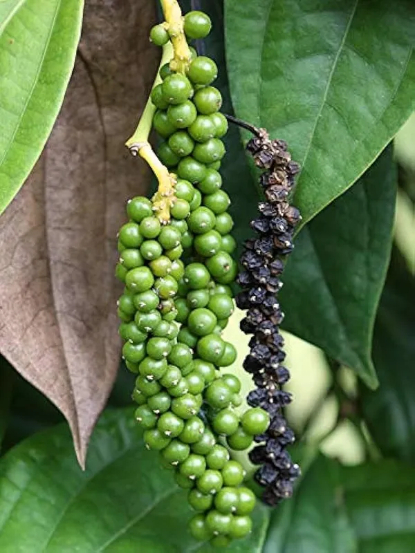 Garden_Garden_Rare__Black_Pepper_Plant_Healthy_Black_Pepper_Spice_Plant