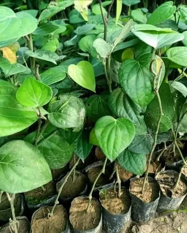 Garden_Garden_Rare__Black_Pepper_Plant_Healthy_Black_Pepper_Spice_Plant