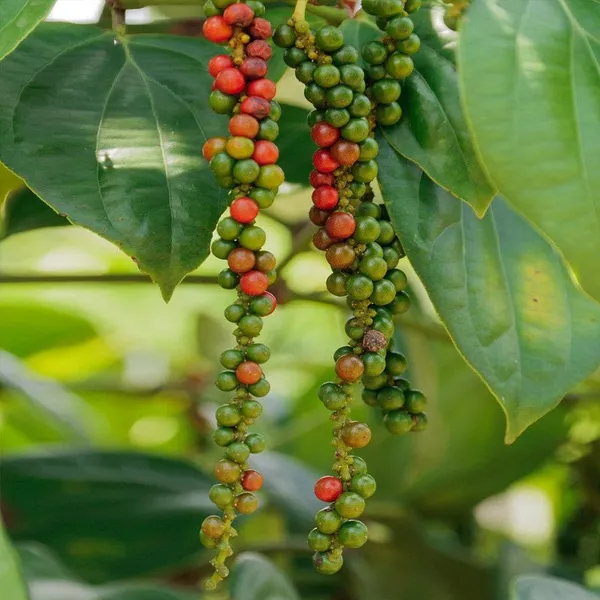 Garden_Garden_Rare__Black_Pepper_Plant_Healthy_Black_Pepper_Spice_Plant