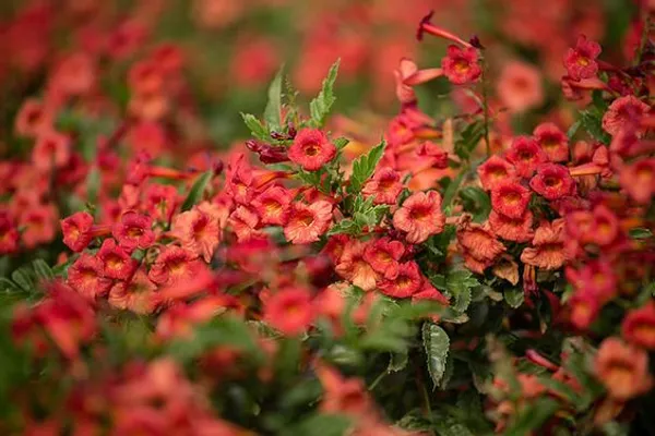 Red_Tecoma_Plant