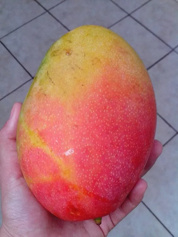 Gulabkhas_Mango_Original_Grafted__Plant,_Pack_Of_1