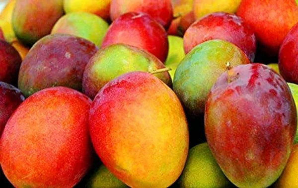 Gulabkhas_Mango_Original_Grafted__Plant,_Pack_Of_1