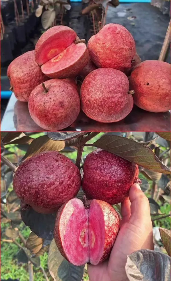 One_Healthy_Hybrid_Grafted_Red_Guava_Plant_"_-_Red_skin_Red_Flesh_Thai_Red_Guava_Plant,_Hight_2_Feet_After_Fruiting_1_years,_PP_GN_44