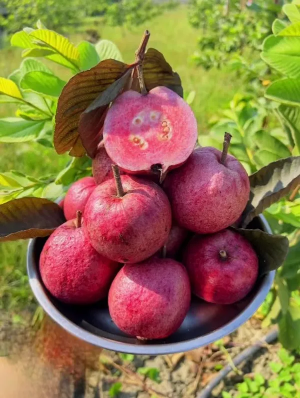 One_Healthy_Hybrid_Grafted_Red_Guava_Plant_"_-_Red_skin_Red_Flesh_Thai_Red_Guava_Plant,_Hight_2_Feet_After_Fruiting_1_years,_PP_GN_44