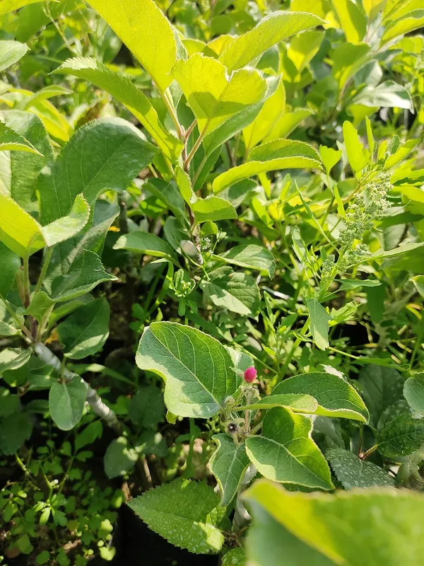 Apple_Plant__Plant_Hybrid_Grafted_Plant__Original_Variety_(Gold)