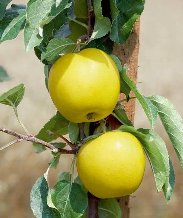 Apple_Plant__Plant_Hybrid_Grafted_Plant__Original_Variety_(Gold)