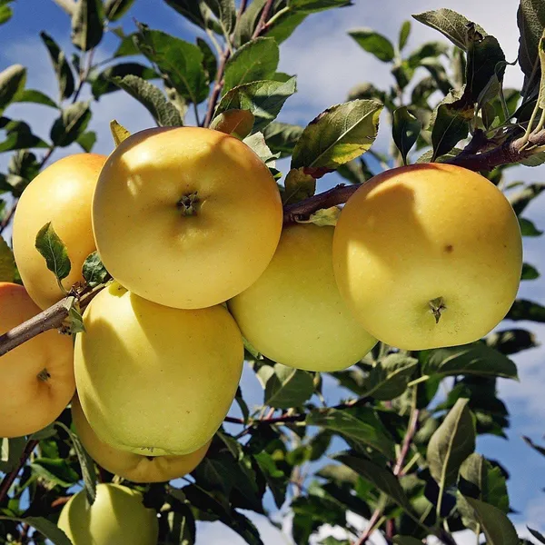 Apple_Plant__Plant_Hybrid_Grafted_Plant__Original_Variety_(Gold)