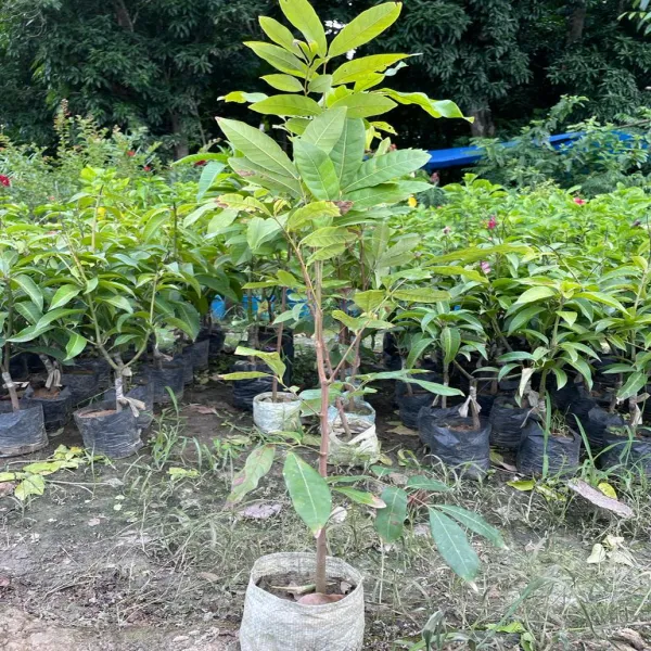 Longan_Fruit_Plant_(Non_Grafted)_|_Grafted_and_Hybrid_Plants_|_Pots_Not_Included