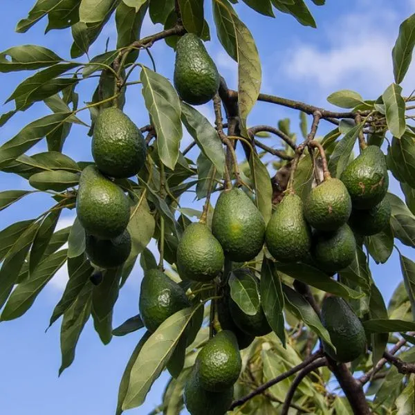 Avocado_Fruit_Plant|_Non_Hybrid_Plants
