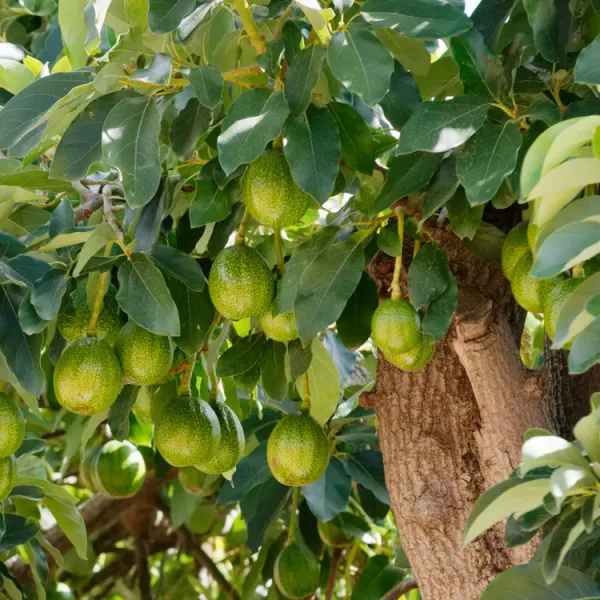 Avocado_Fruit_Plant|_Non_Hybrid_Plants