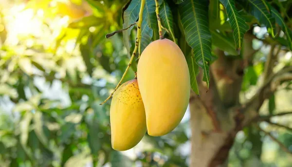 Mondal Plant Hub Amrapali Mango Fruit Plant || Hybrid and Grafted