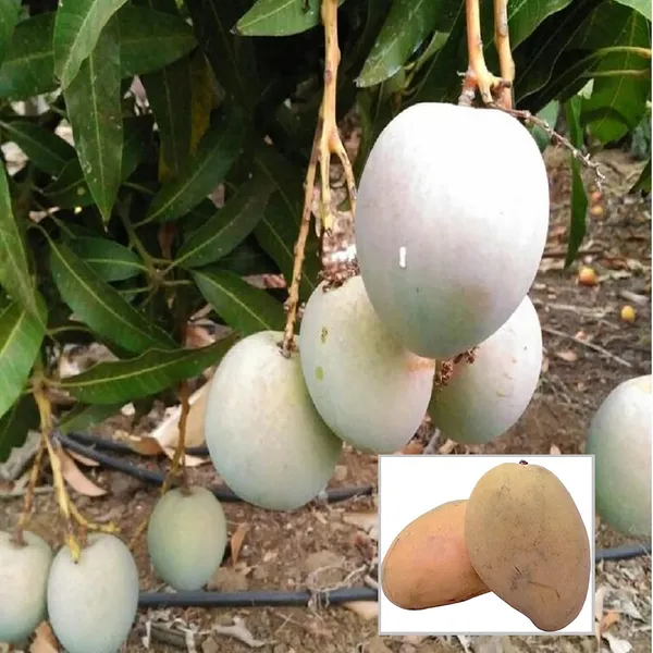 Babul_Dufala_White_All_Time_Mango_Aam_Grafted_Fruit_Plant_(1.5-3_Feet_Height)