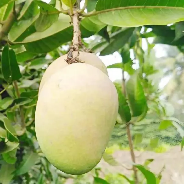 Babul_Dufala_White_All_Time_Mango_Aam_Grafted_Fruit_Plant_(1.5-3_Feet_Height)