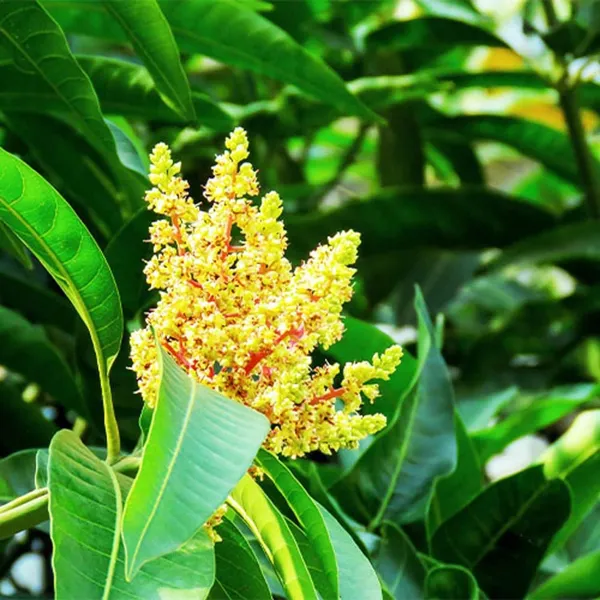 Babul_Dufala_White_All_Time_Mango_Aam_Grafted_Fruit_Plant_(1.5-3_Feet_Height)