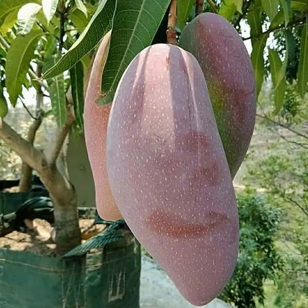 Thai_King_Of_Chakapat_Mango_Aam_Grafted_Fruit_Plant_(1.5-3_Feet_Height)