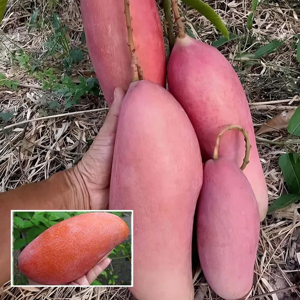 Thai_King_Of_Chakapat_Mango_Aam_Grafted_Fruit_Plant_(1.5-3_Feet_Height)