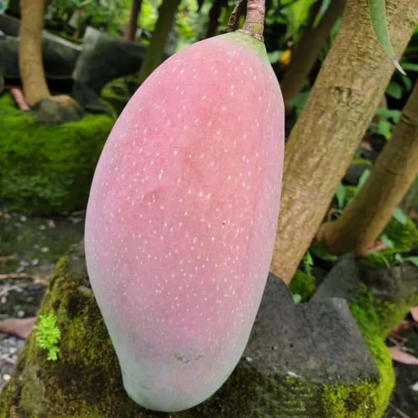 Thai_King_Of_Chakapat_Mango_Aam_Grafted_Fruit_Plant_(1.5-3_Feet_Height)