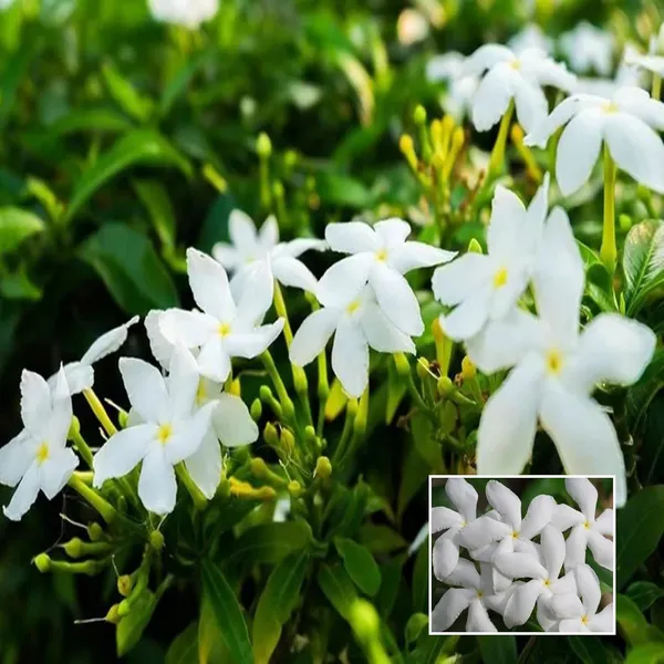 Mini_Tagar_Chandni_Crepe_Jasmine_Shrubs_Flower_Plant_(1-2_Feet_Height)