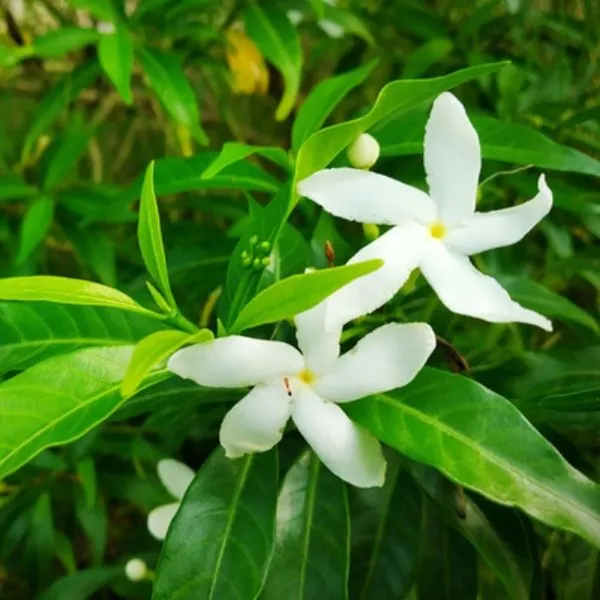 Mini_Tagar_Chandni_Crepe_Jasmine_Shrubs_Flower_Plant_(1-2_Feet_Height)