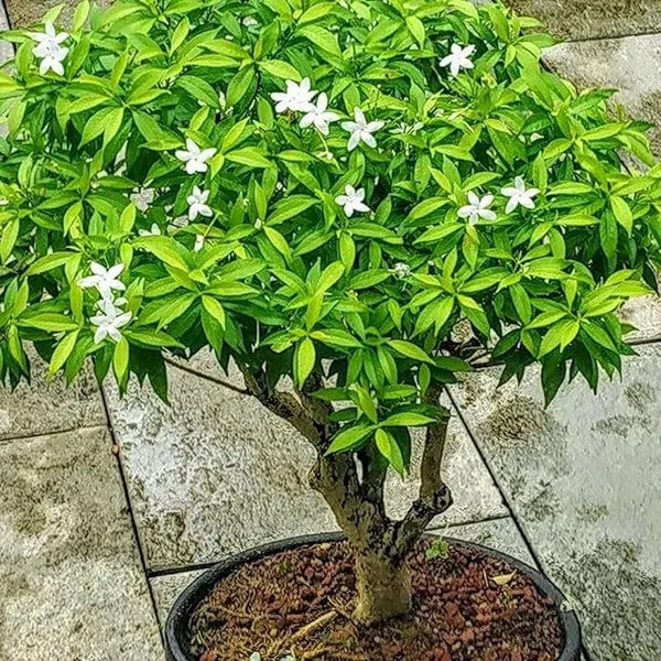Mini_Tagar_Chandni_Crepe_Jasmine_Shrubs_Flower_Plant_(1-2_Feet_Height)