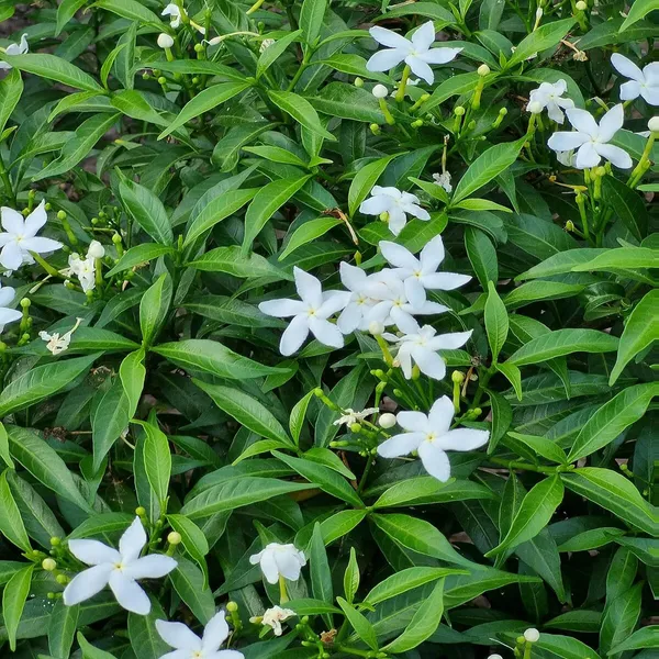 Mini_Tagar_Chandni_Crepe_Jasmine_Shrubs_Flower_Plant_(1-2_Feet_Height)