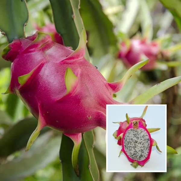 Pack_of_3_White,_Pink_&_Yellow_Colombiana_Dragon_Fruit_Cutting/Grafted_Fruit_Plant_(1-2_Feet_Height)