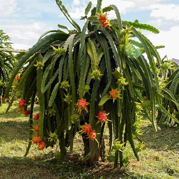 Pack_of_3_White,_Pink_&_Yellow_Colombiana_Dragon_Fruit_Cutting/Grafted_Fruit_Plant_(1-2_Feet_Height)
