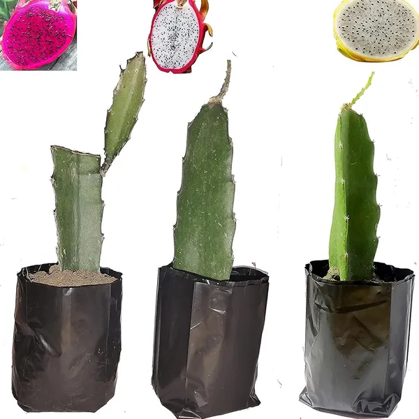Pack_of_3_White,_Pink_&_Yellow_Colombiana_Dragon_Fruit_Cutting/Grafted_Fruit_Plant_(1-2_Feet_Height)