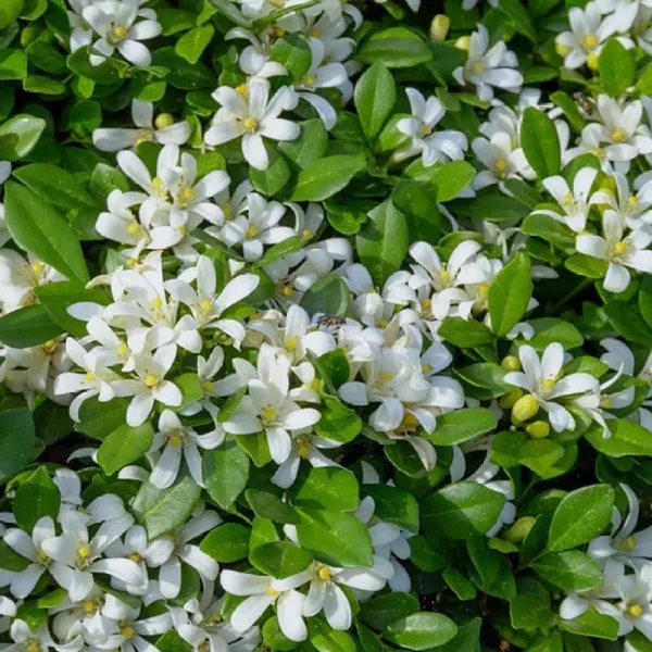 Madhu_Kamini_Satin_Wood_Kunti_Fragrant_Shrubs_Flower_Plant_(1-2_Feet_Height)