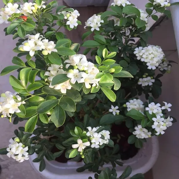 Madhu_Kamini_Satin_Wood_Kunti_Fragrant_Shrubs_Flower_Plant_(1-2_Feet_Height)