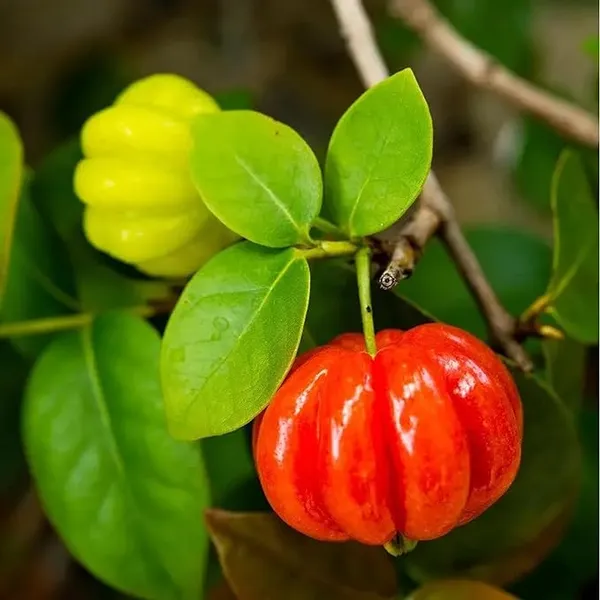 Surinam_Cherry_Cherries_Layering/Grafted_Fruit_Plant_(1-2_Feet_Height)