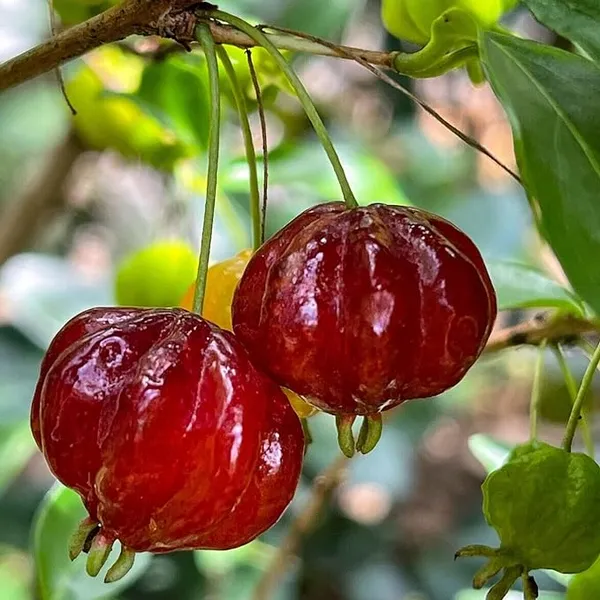 Surinam_Cherry_Cherries_Layering/Grafted_Fruit_Plant_(1-2_Feet_Height)