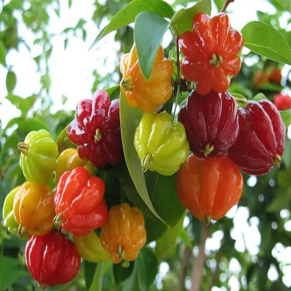 Surinam_Cherry_Cherries_Layering/Grafted_Fruit_Plant_(1-2_Feet_Height)