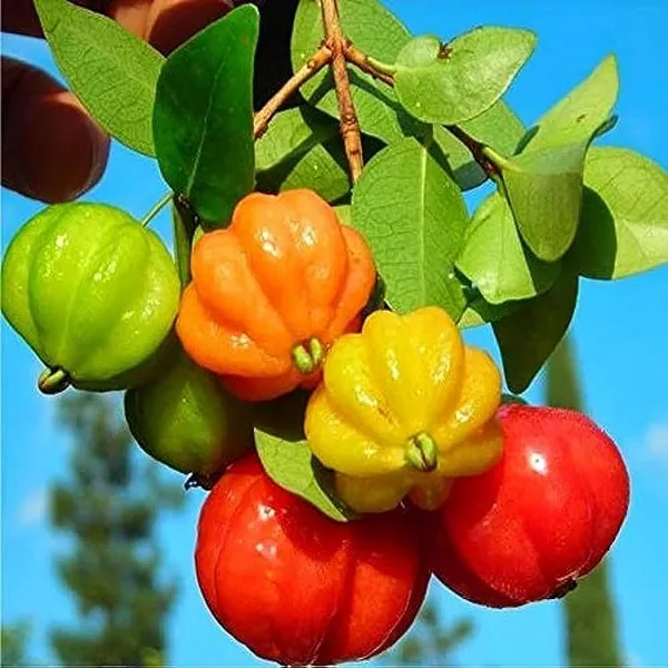 Surinam_Cherry_Cherries_Layering/Grafted_Fruit_Plant_(1-2_Feet_Height)