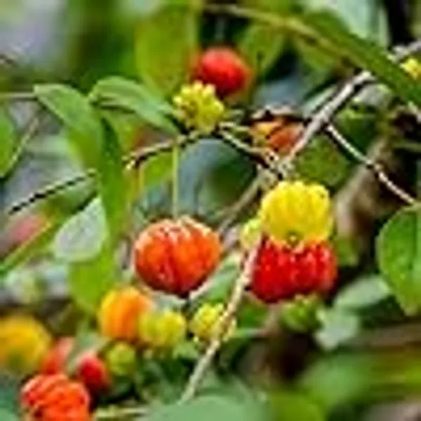 Surinam_Cherry_Cherries_Layering/Grafted_Fruit_Plant_(1-2_Feet_Height)