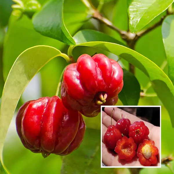 Surinam_Cherry_Cherries_Layering/Grafted_Fruit_Plant_(1-2_Feet_Height)